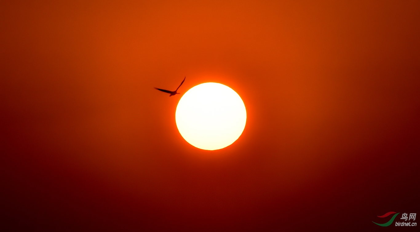 DSC_6603.JPG