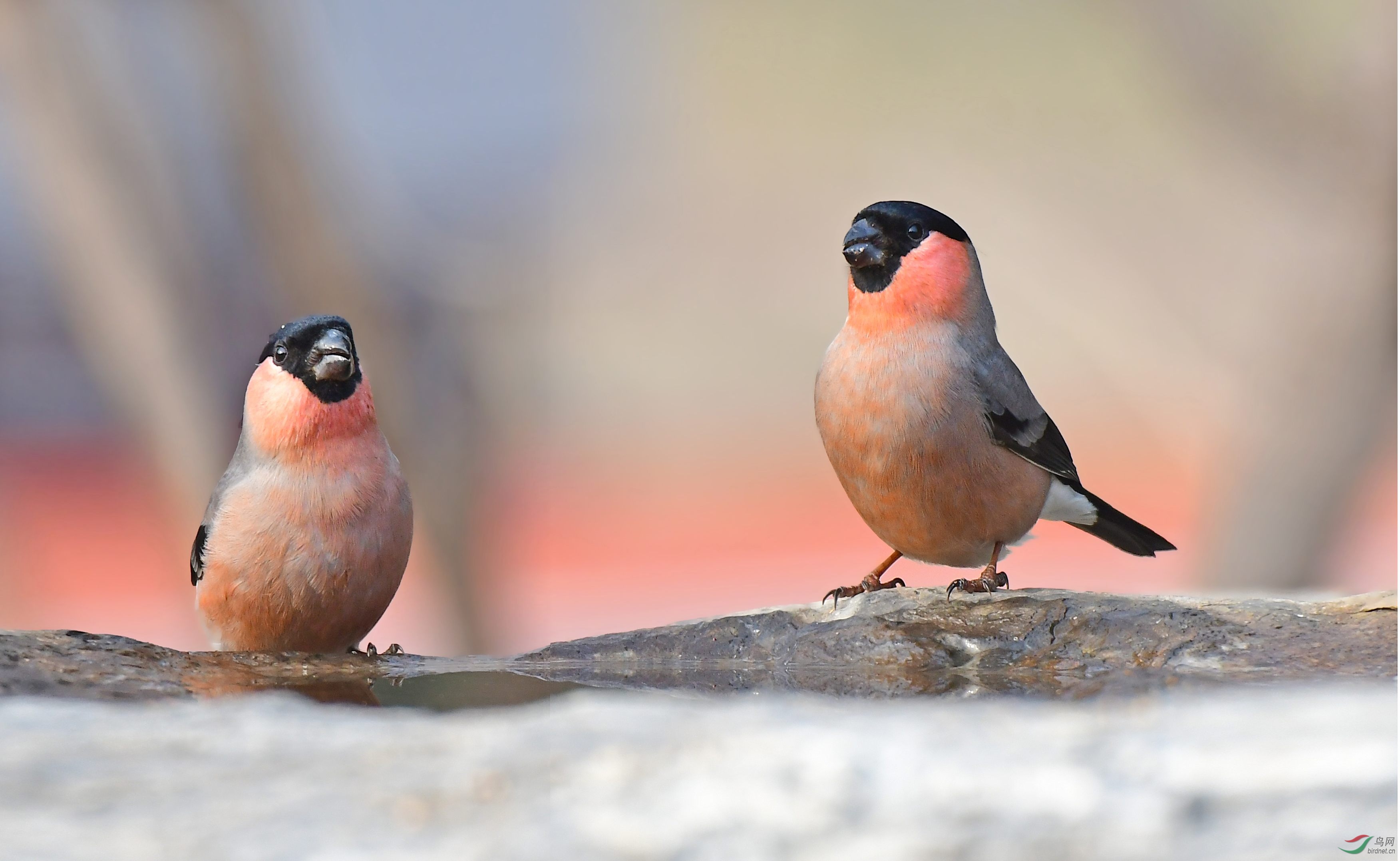 [林鳥] 一對親兄弟------紅腹灰雀