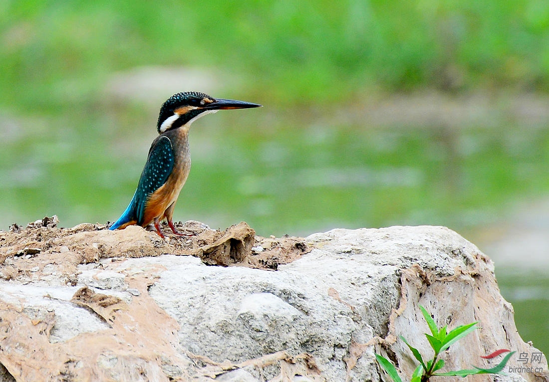 DSC_6934.JPG