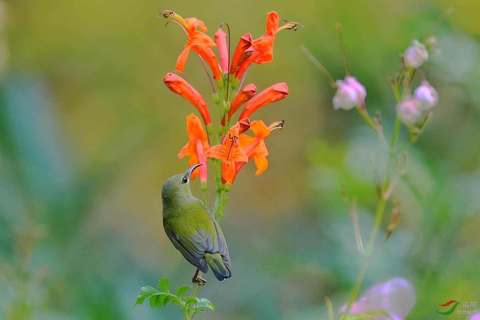 硬骨凌霄花🌸与叉尾太阳鸟