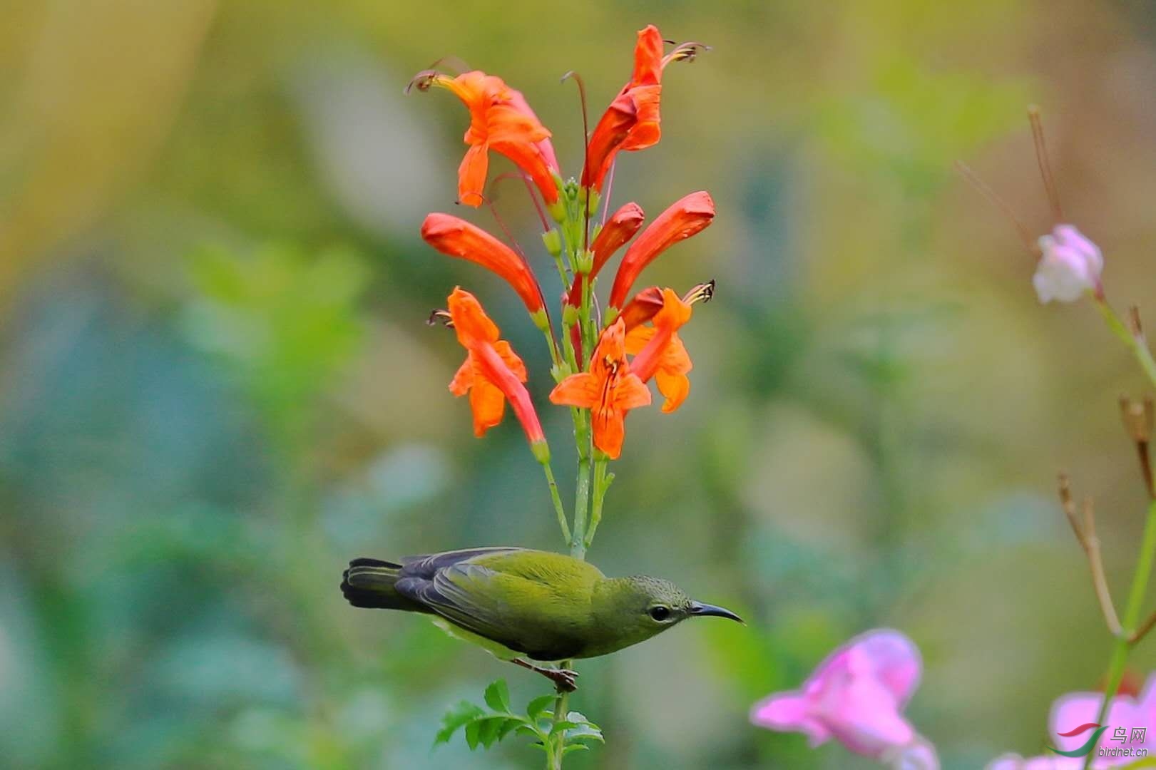 硬骨凌霄花🌸与叉尾太阳鸟