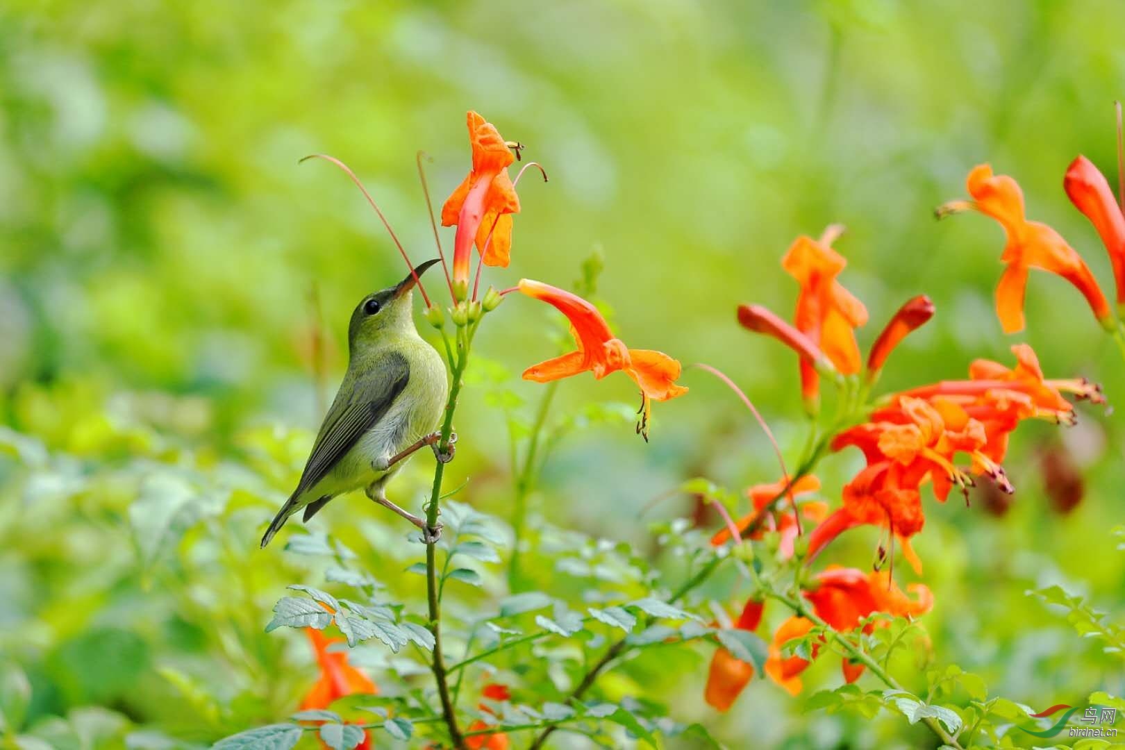 硬骨凌霄花🌸与叉尾太阳鸟