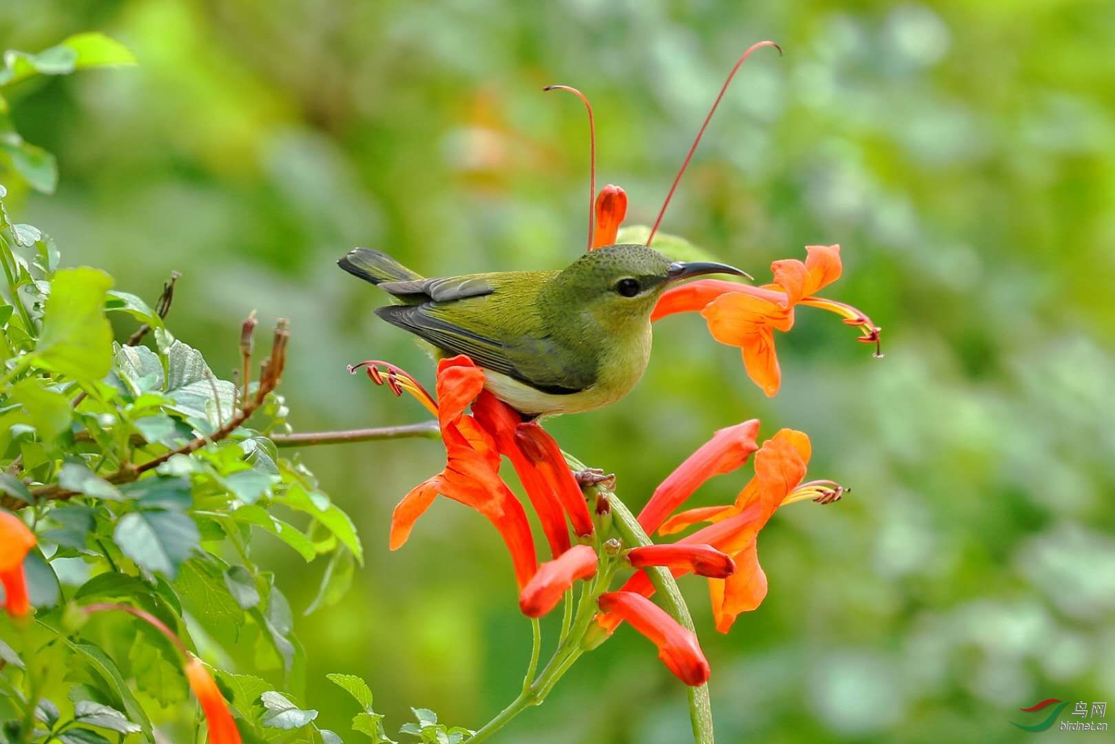 硬骨凌霄花🌸与叉尾太阳鸟