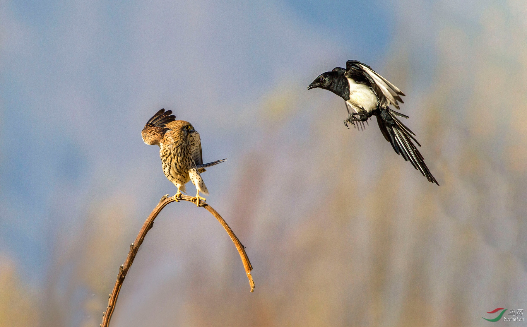 IMG_1135 - ���� - ����.JPG