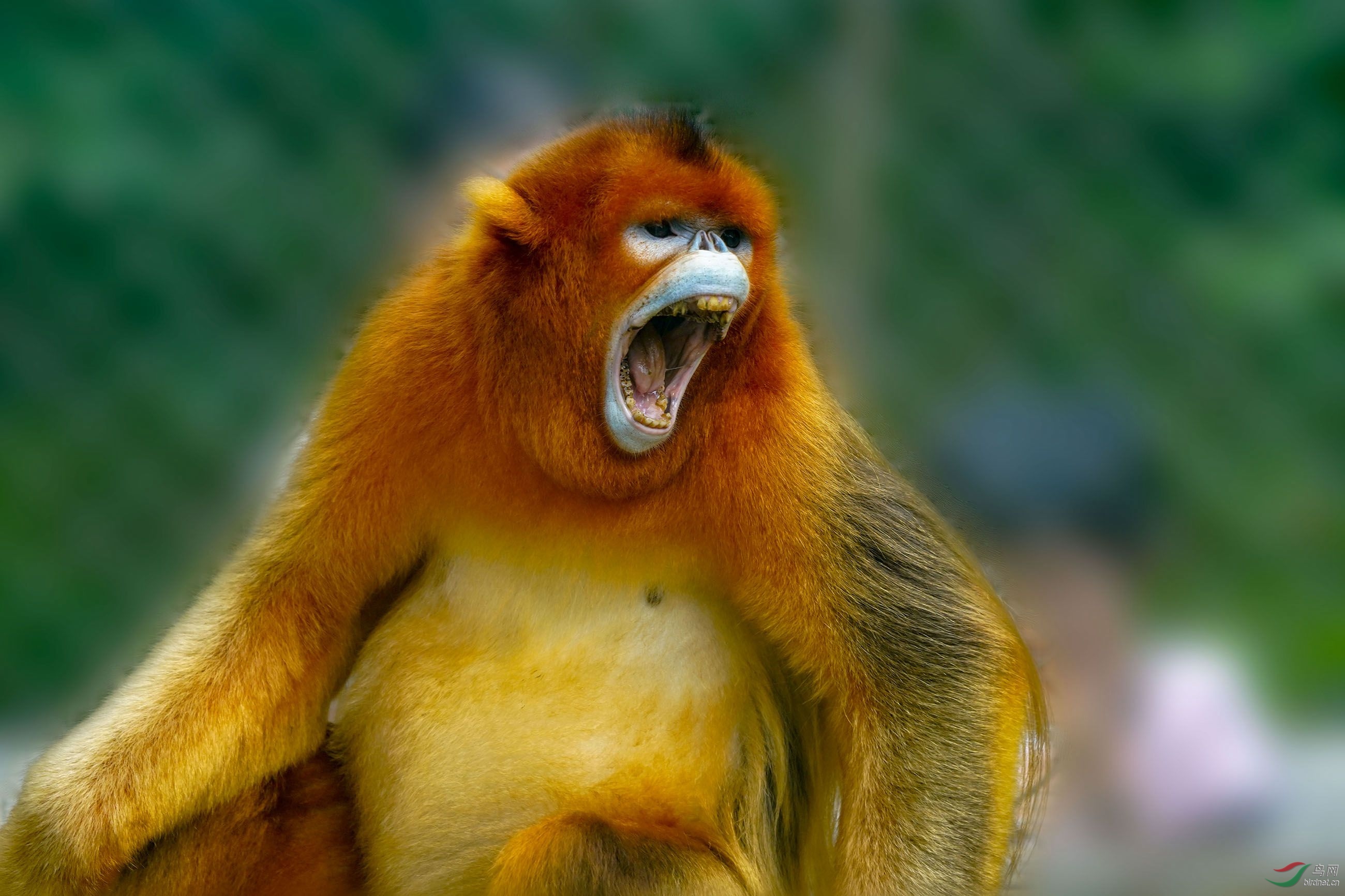 川金丝猴王的怒