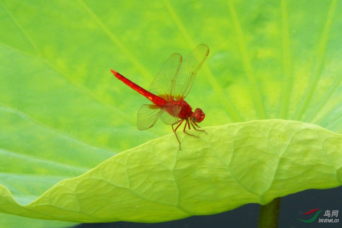 2016荷叶红蜻蜓01dscf4033_副本.jpg