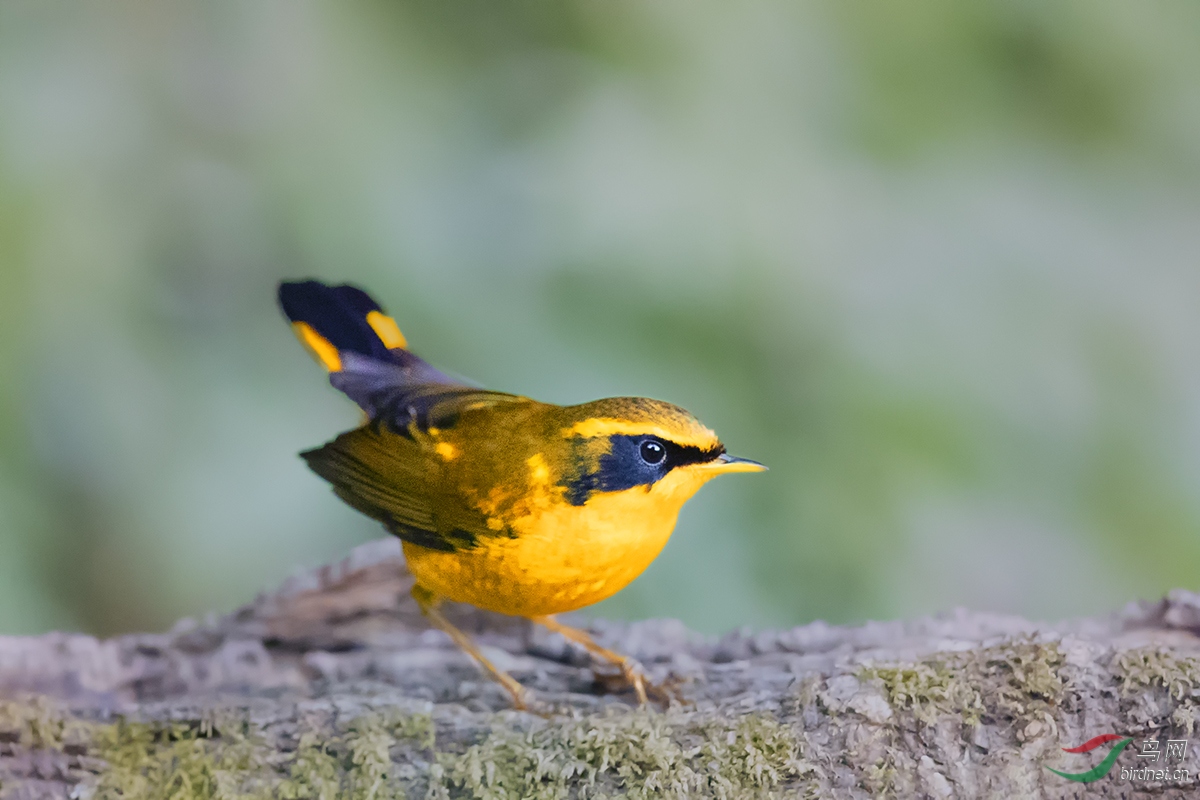 ��ɫ��� .jpg