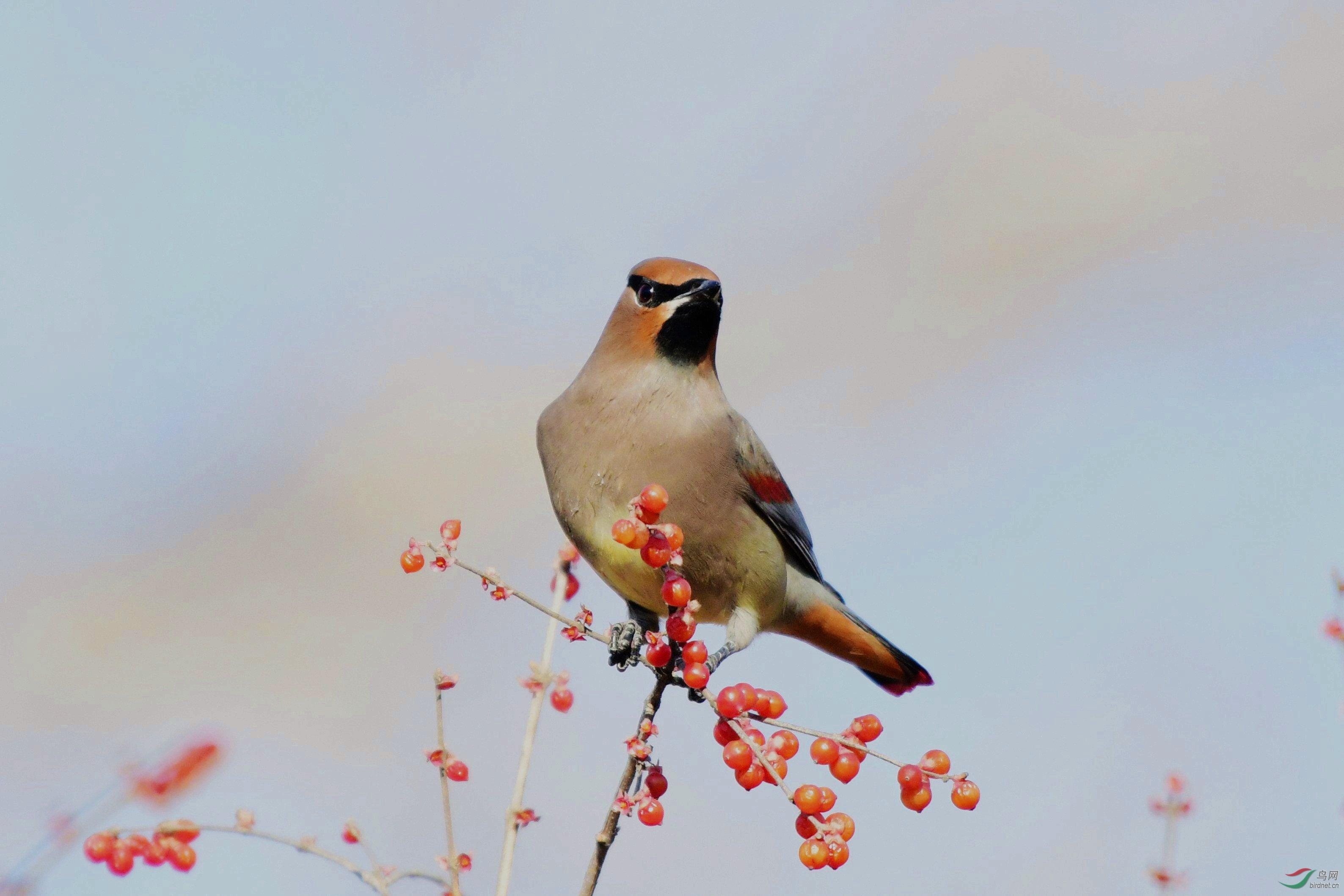 ѩ��̫ƽ�� 1085.JPG