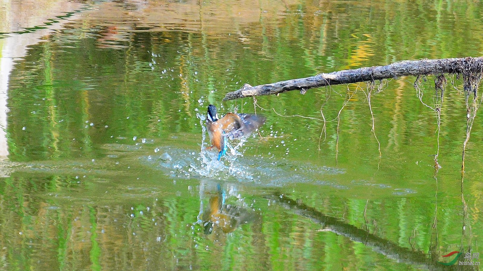 DSC_6060.JPG