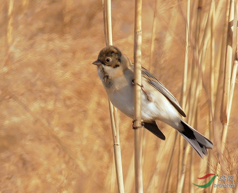 P4000030 - ����.JPG