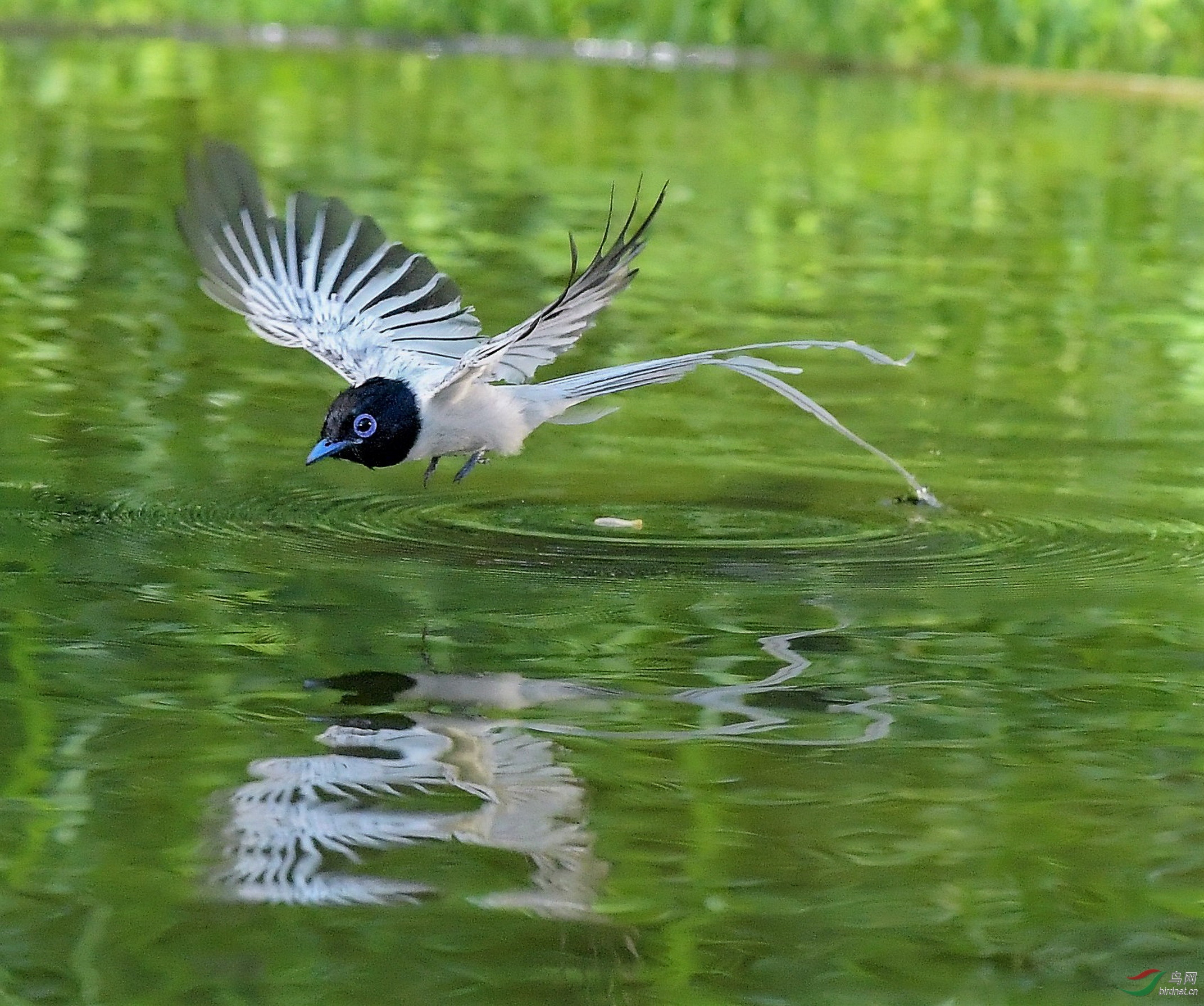 【黑头白尾绶带】