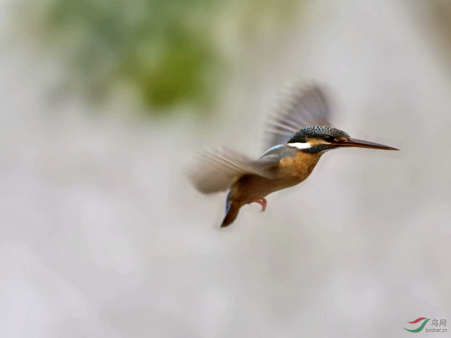 8003F52E-F3F9-407F-B530-65E4B4E17CE7.jpeg