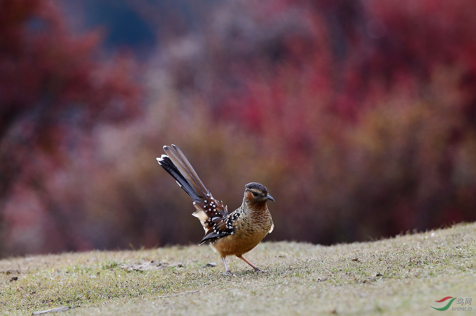 DSC_6736.jpg