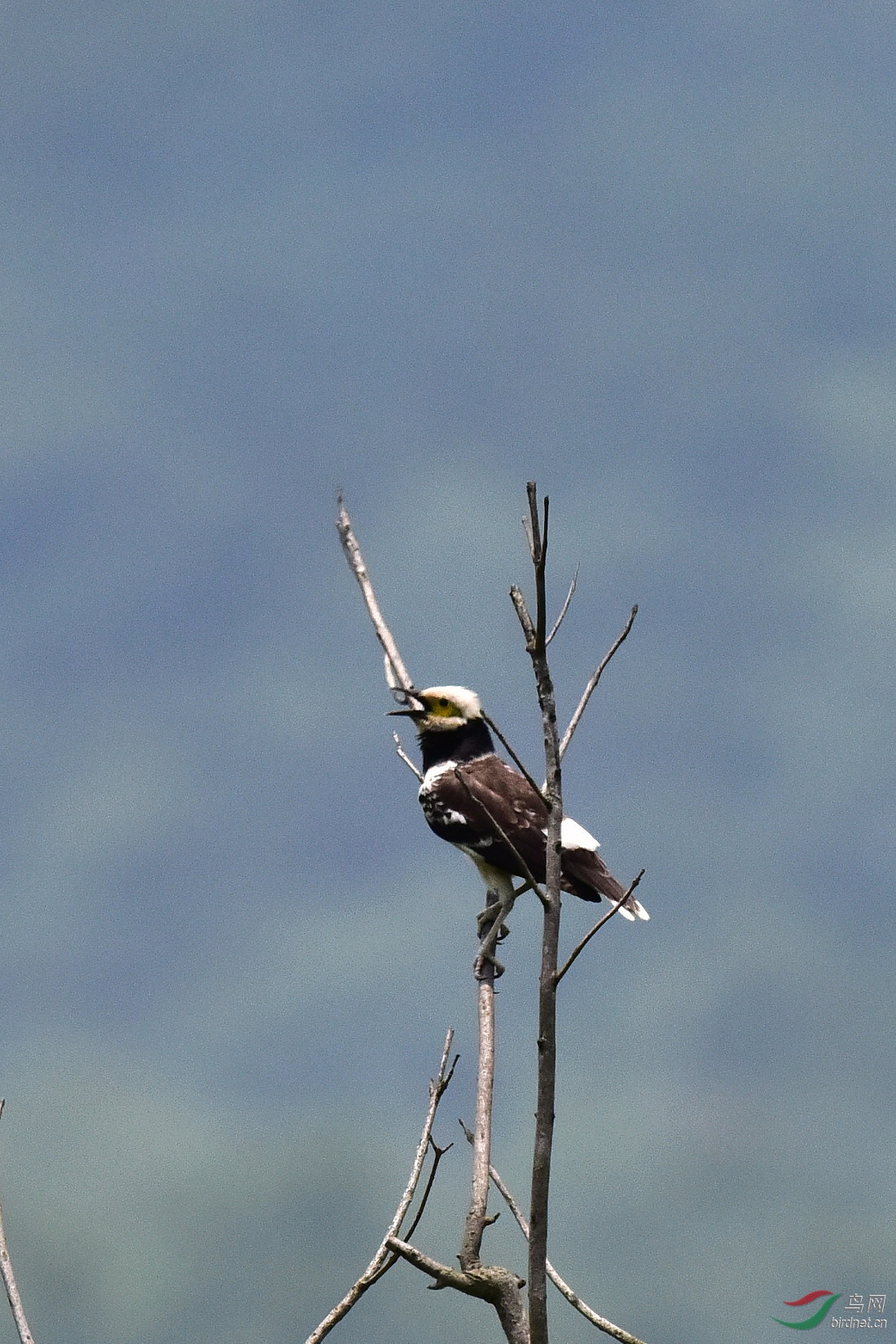 DSC_0709.JPG