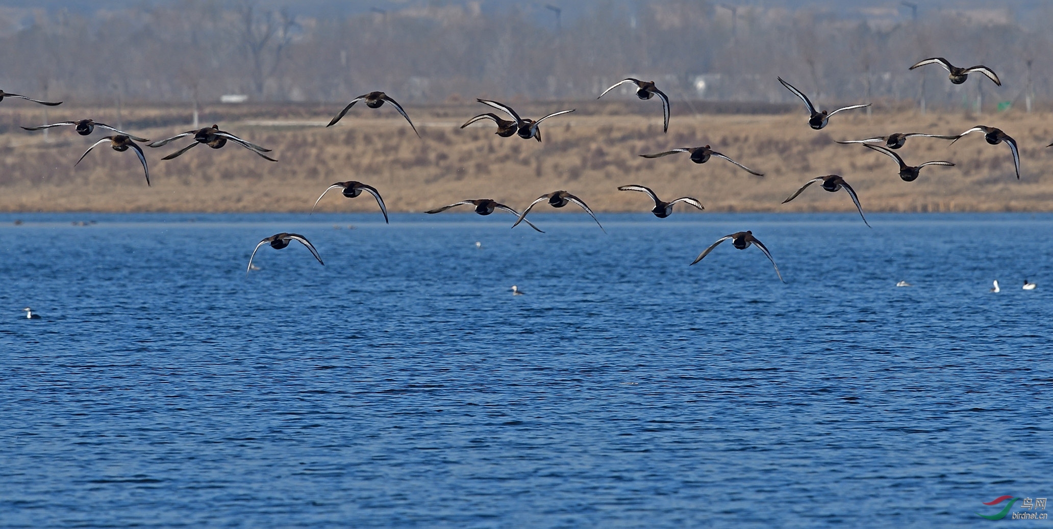 ��һȺҲ������