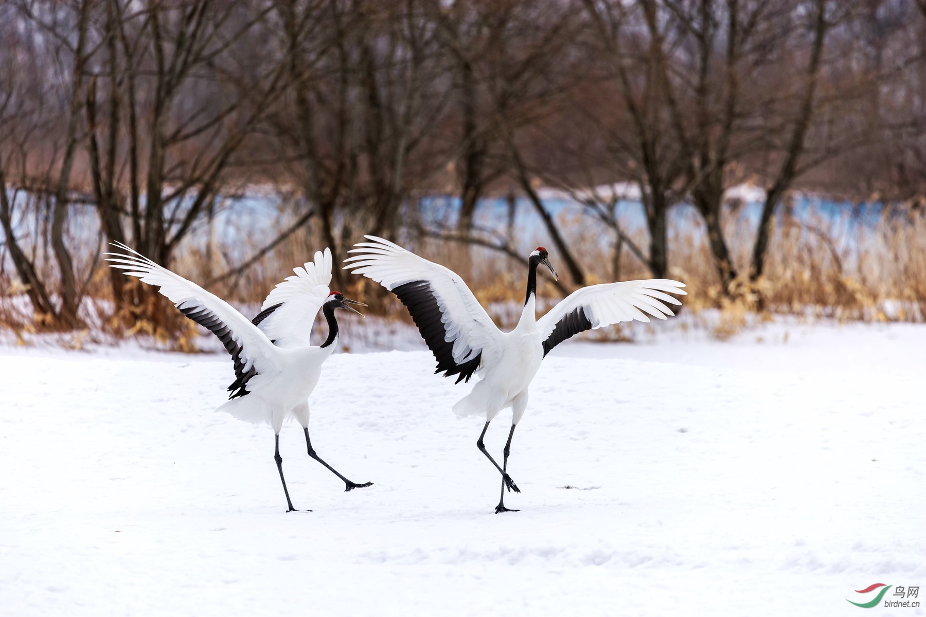 DSC_8691ps_����.jpg