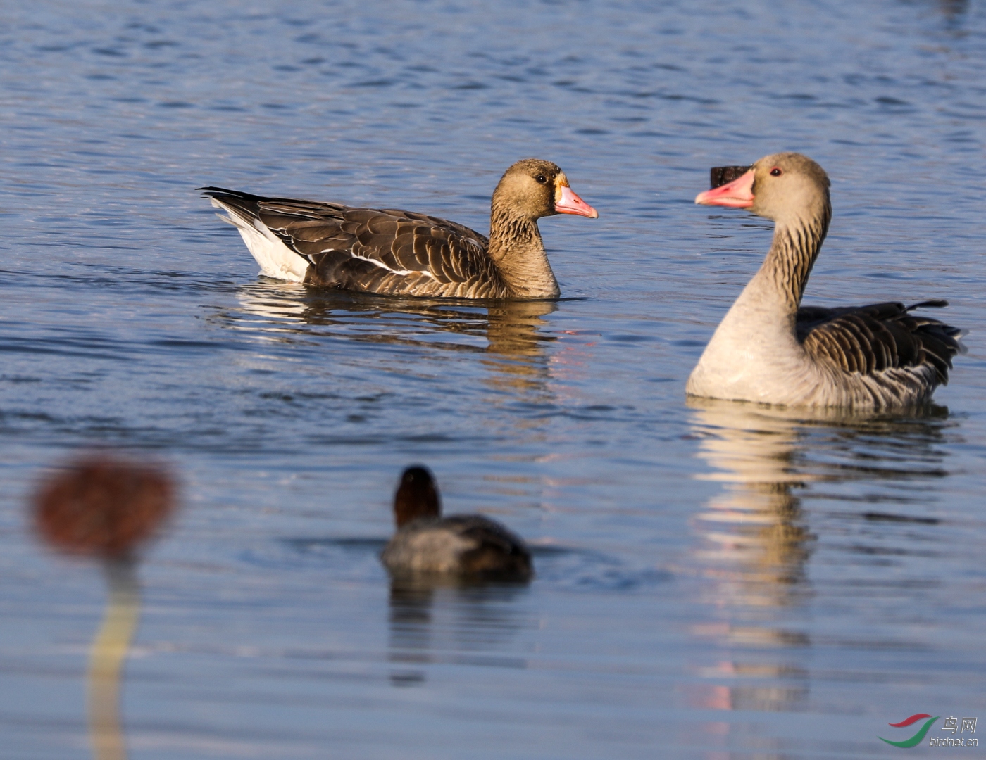 �׶���ͻ���