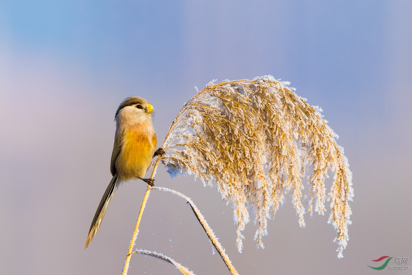 ZJ9_8399-2 - ����.jpg