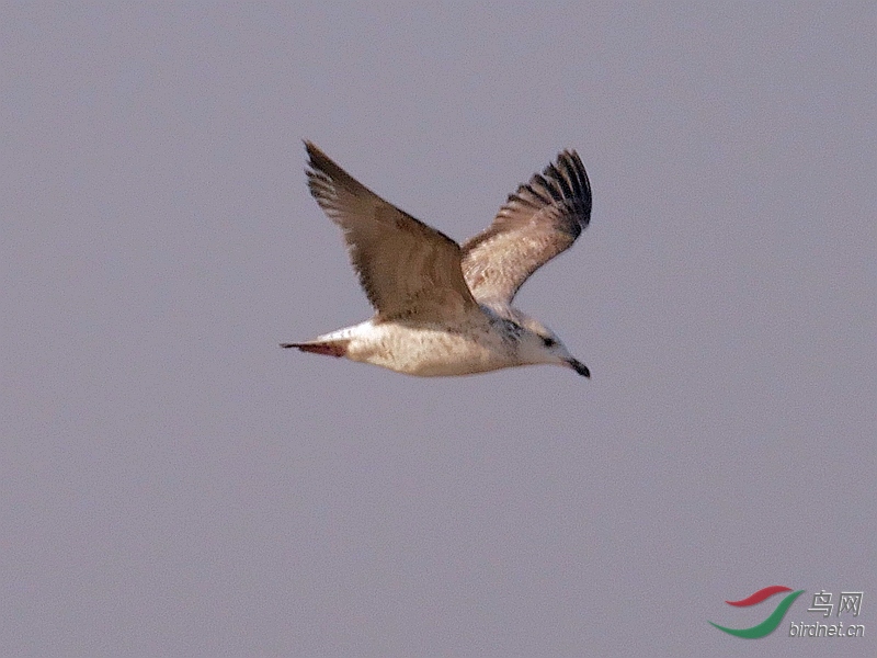 P4010389 - ����.JPG