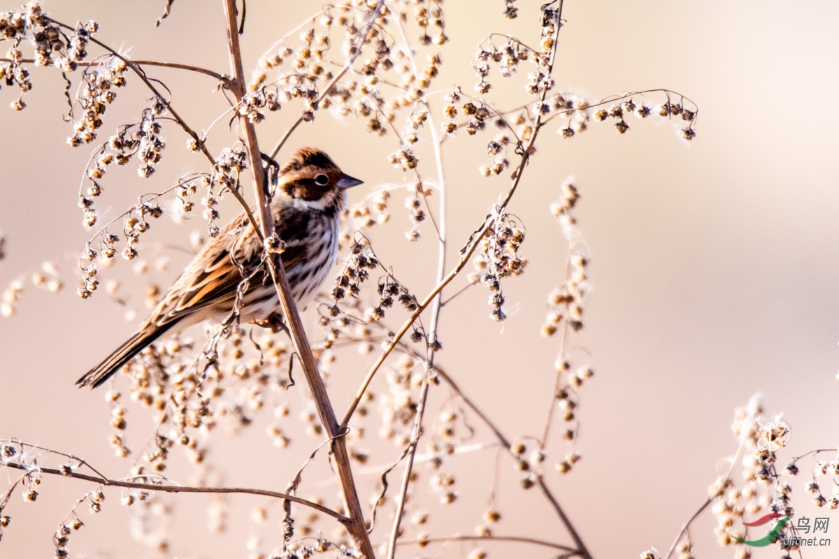 快乐的树缪——宛平湖