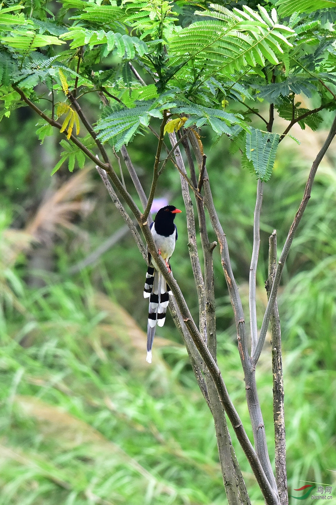 DSC_1152.JPG