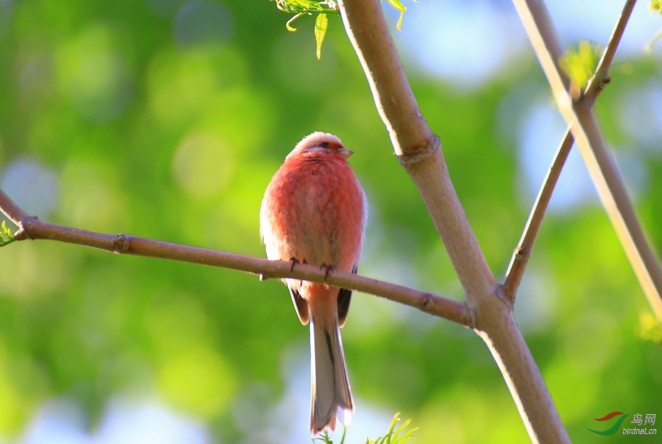 ����ص�15��5��15��˫Ѽɽ����