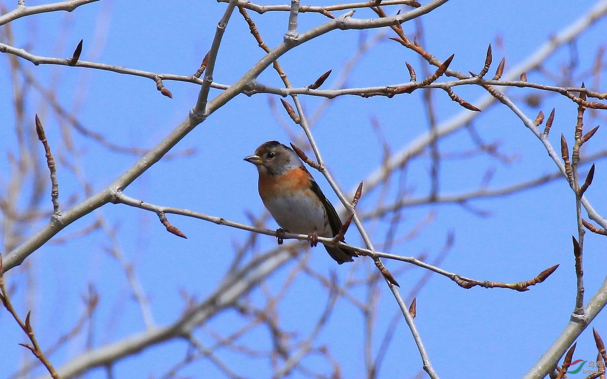 ����ص�15��4��20��˫Ѽɽ����