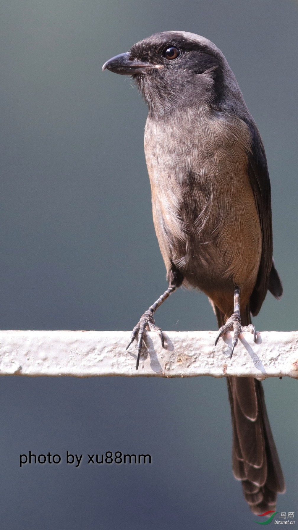 ����Լ8��