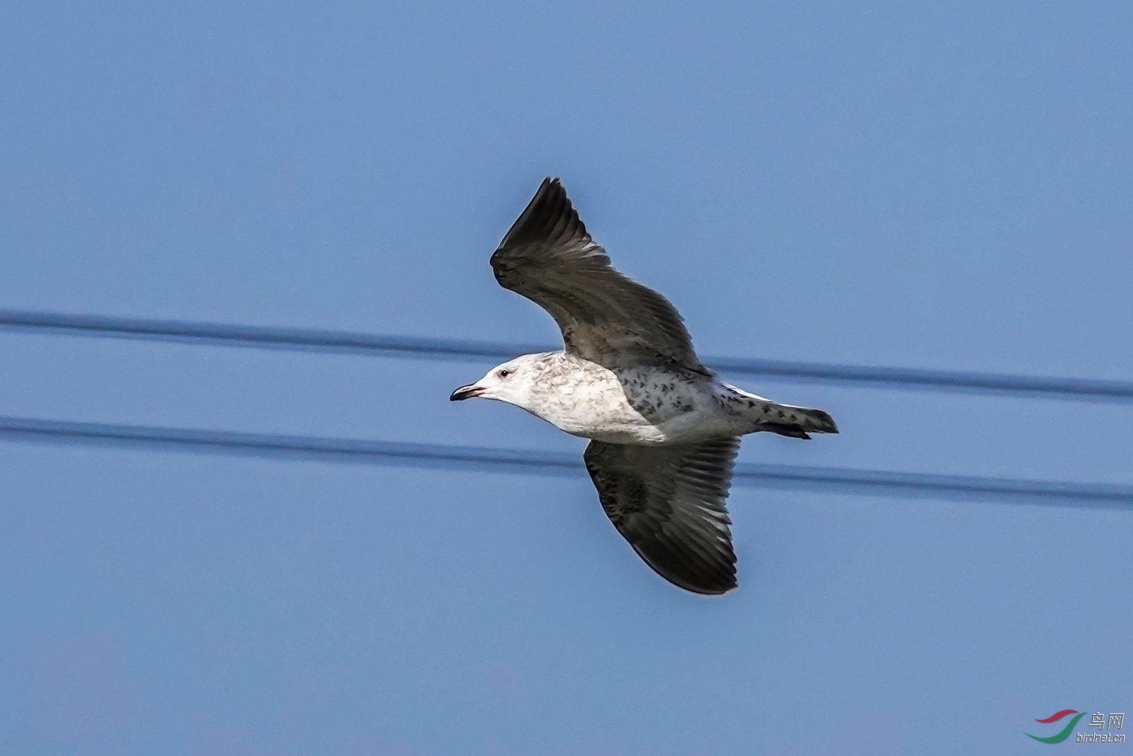DSC01634ab.jpg