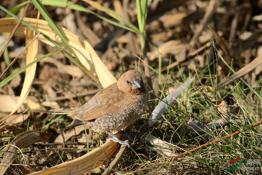 367A2132_����.jpg