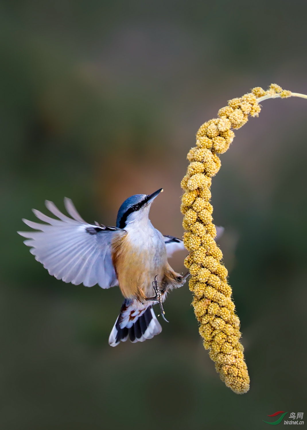 普通鷉悬停食谷