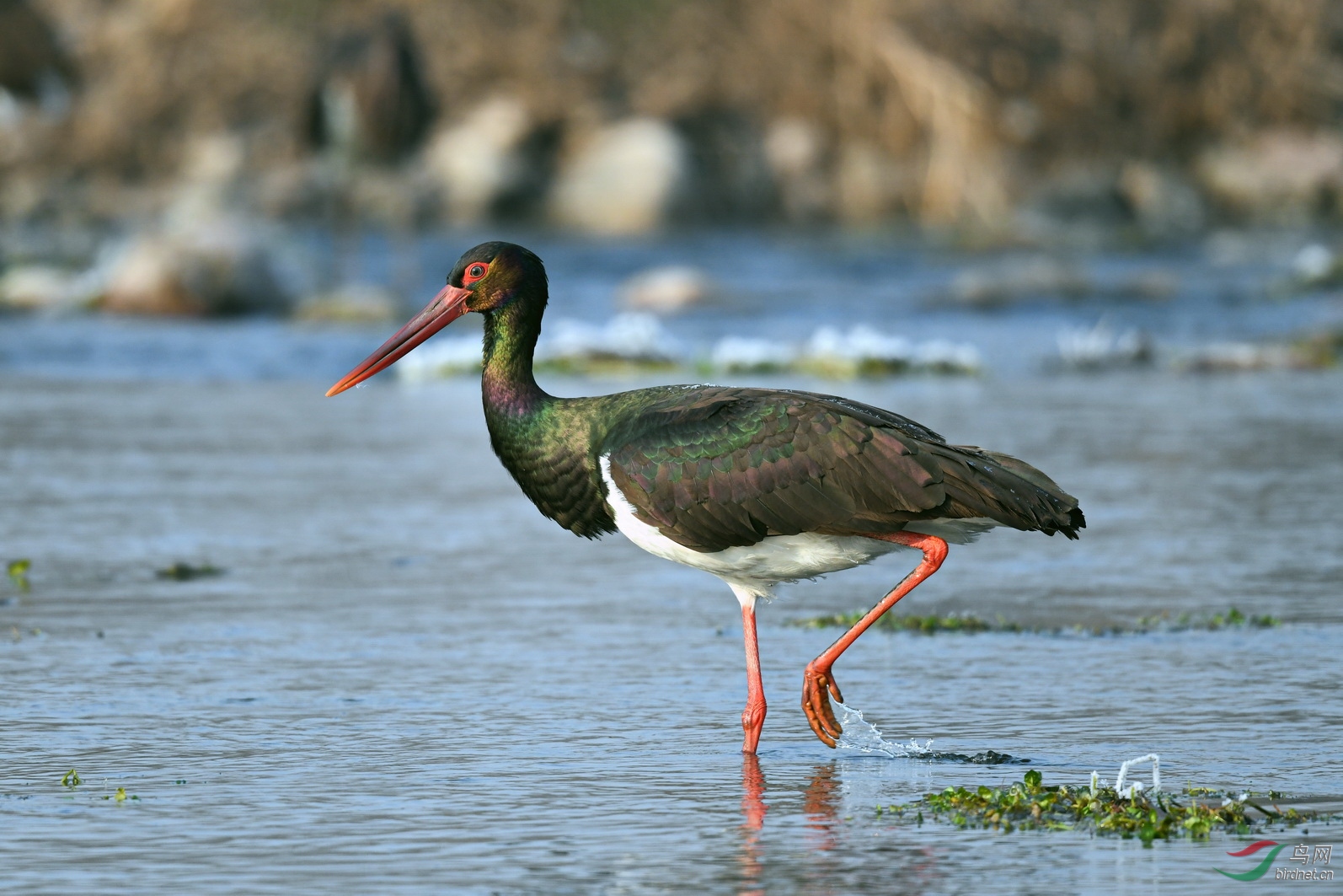 DSC_9393vm.jpg