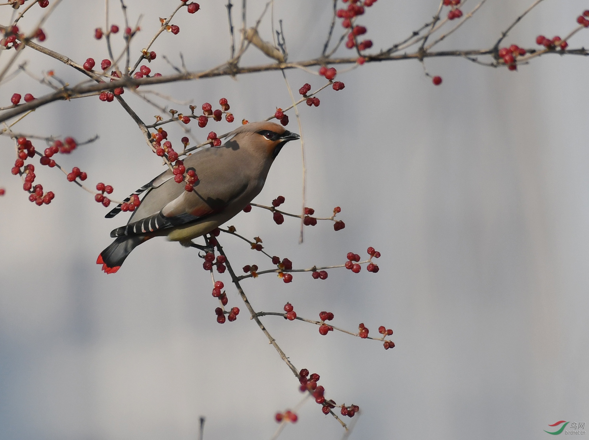 ������Ӱ 1185����.jpg