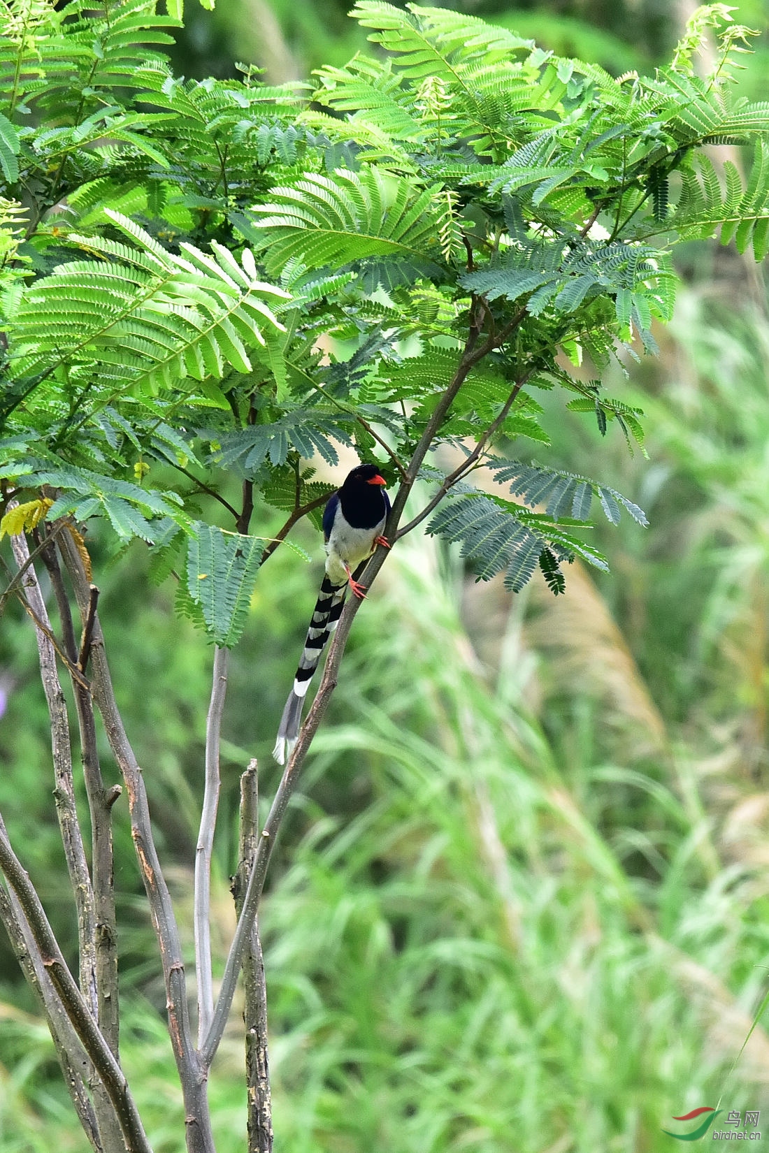 DSC_1158.JPG