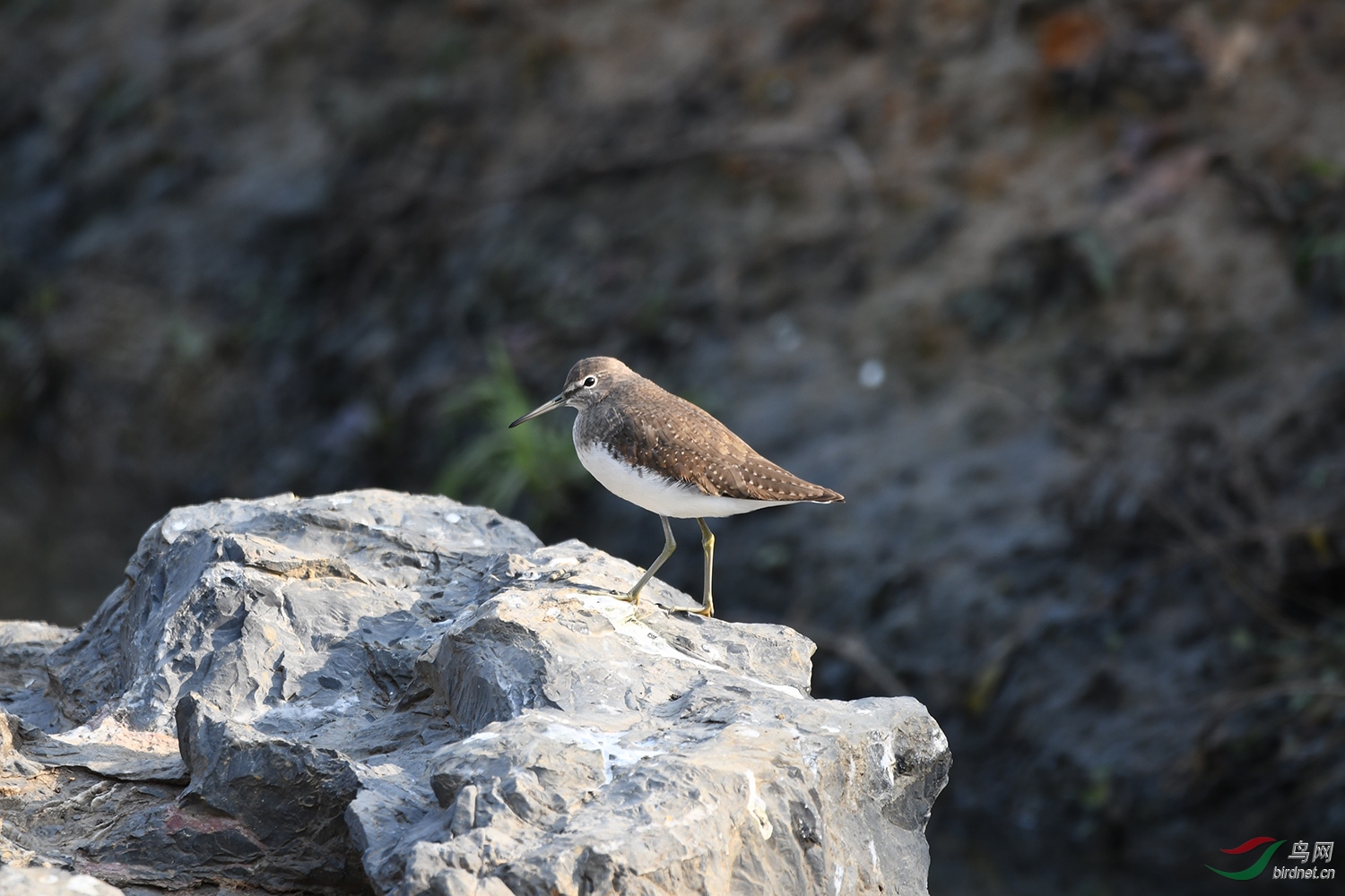 DSC_2415.jpg