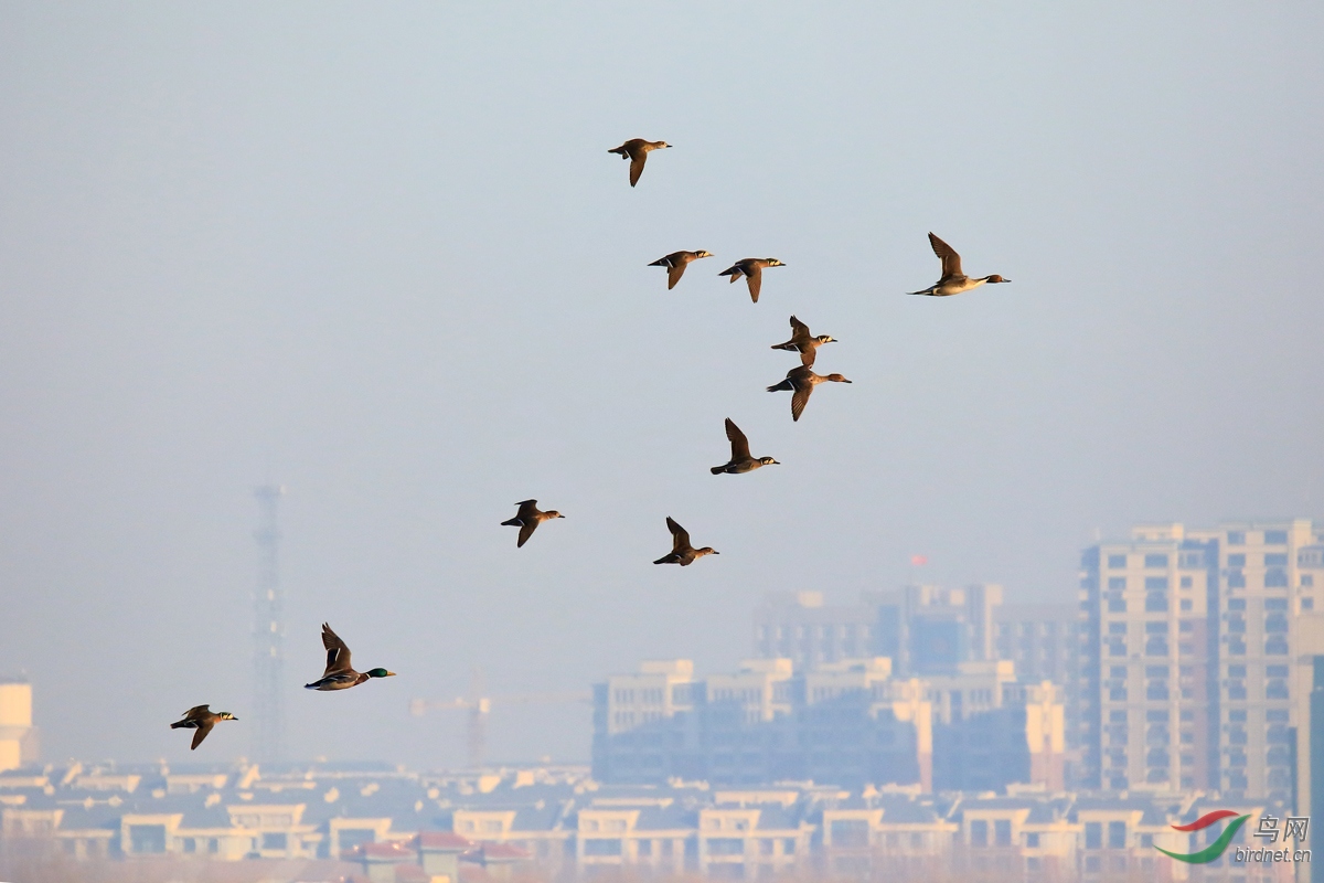 �캽����βѼ