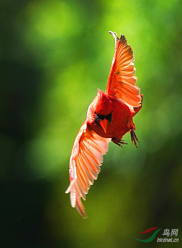 特技飞行北美红鸟