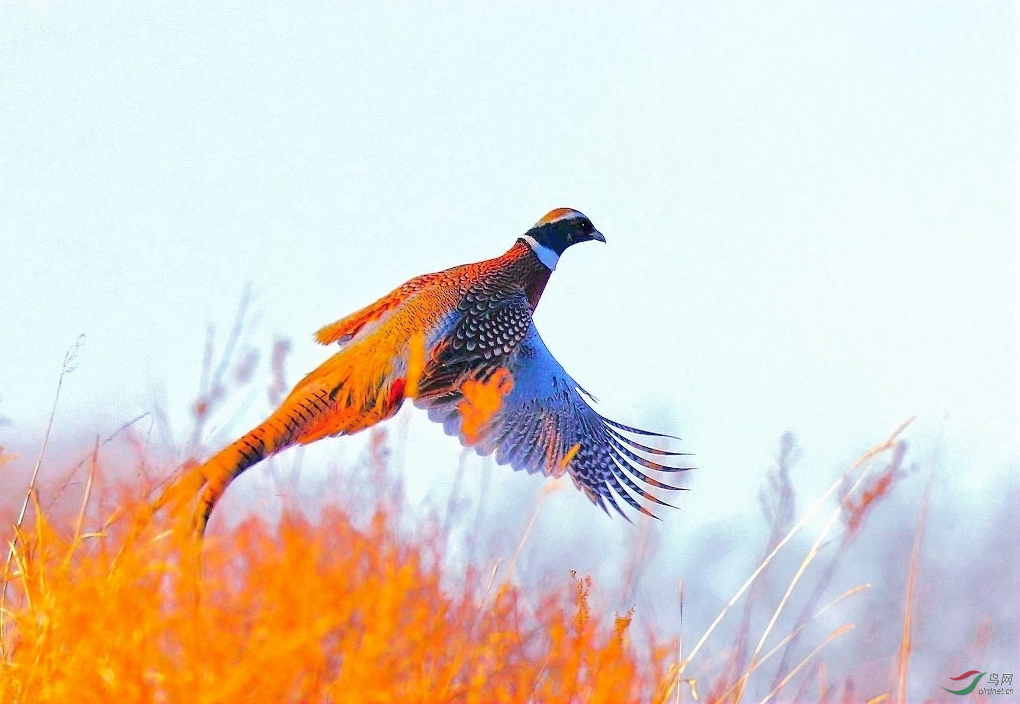 AK2Y3918_2000_2  3.jpg