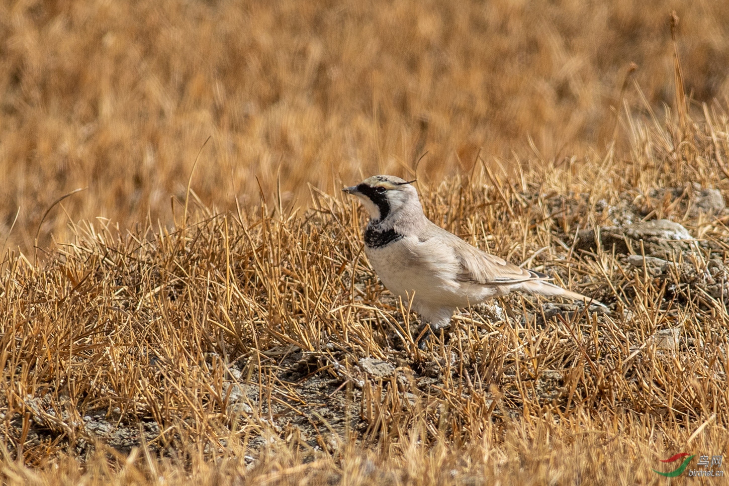 DSC_2890.jpg