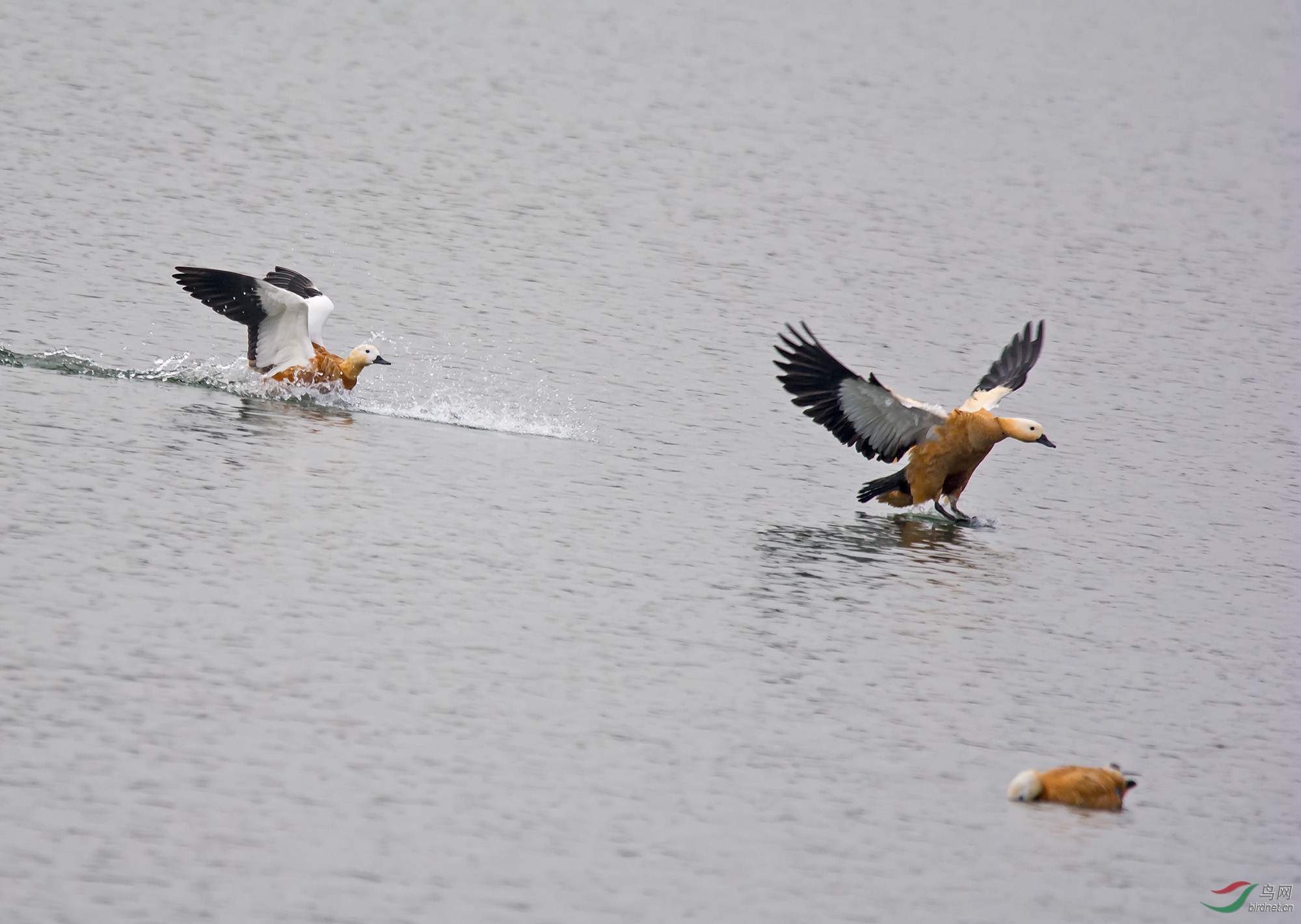 DSC_1257-1.jpg