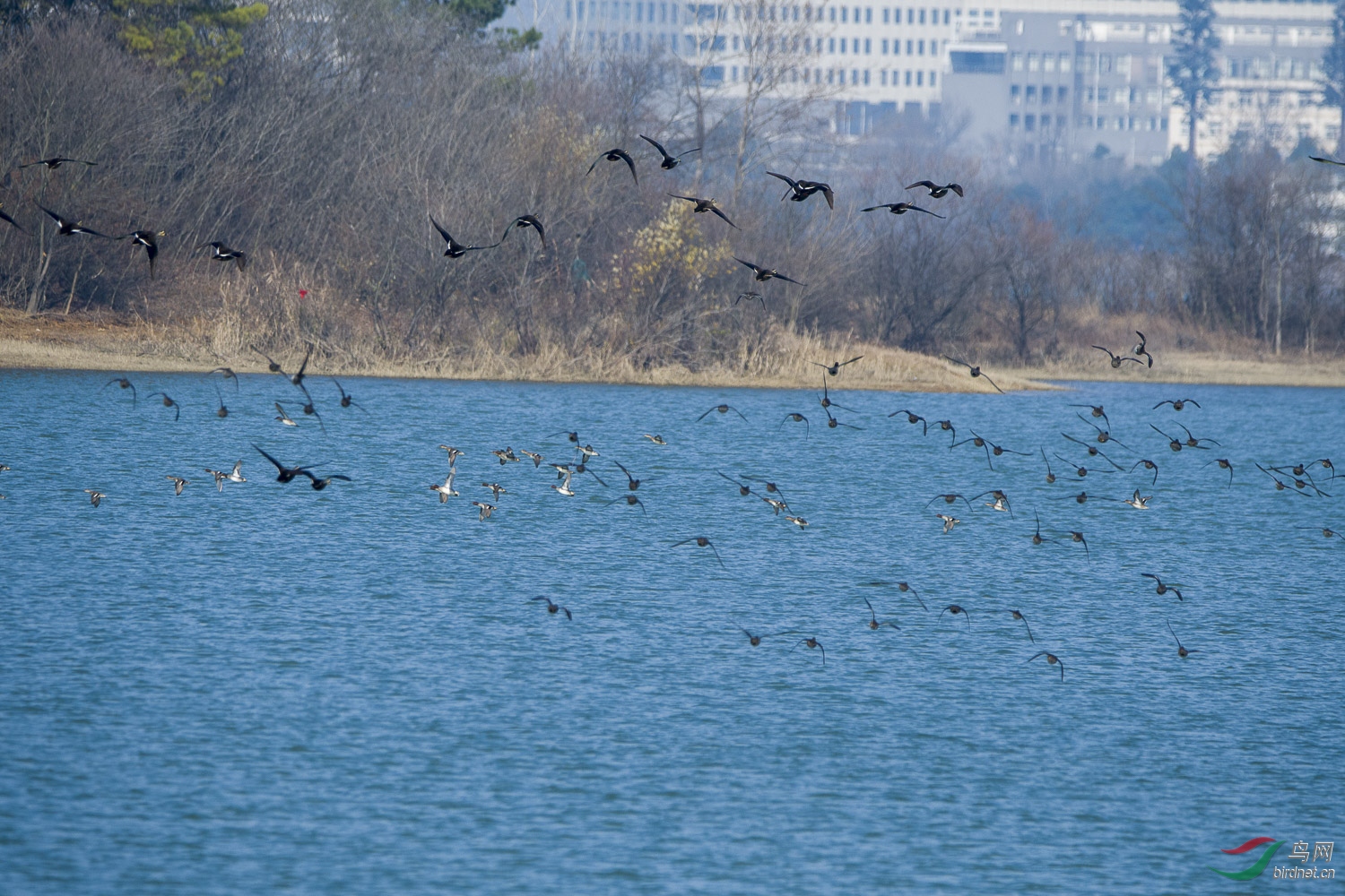 DSC_2489.jpg