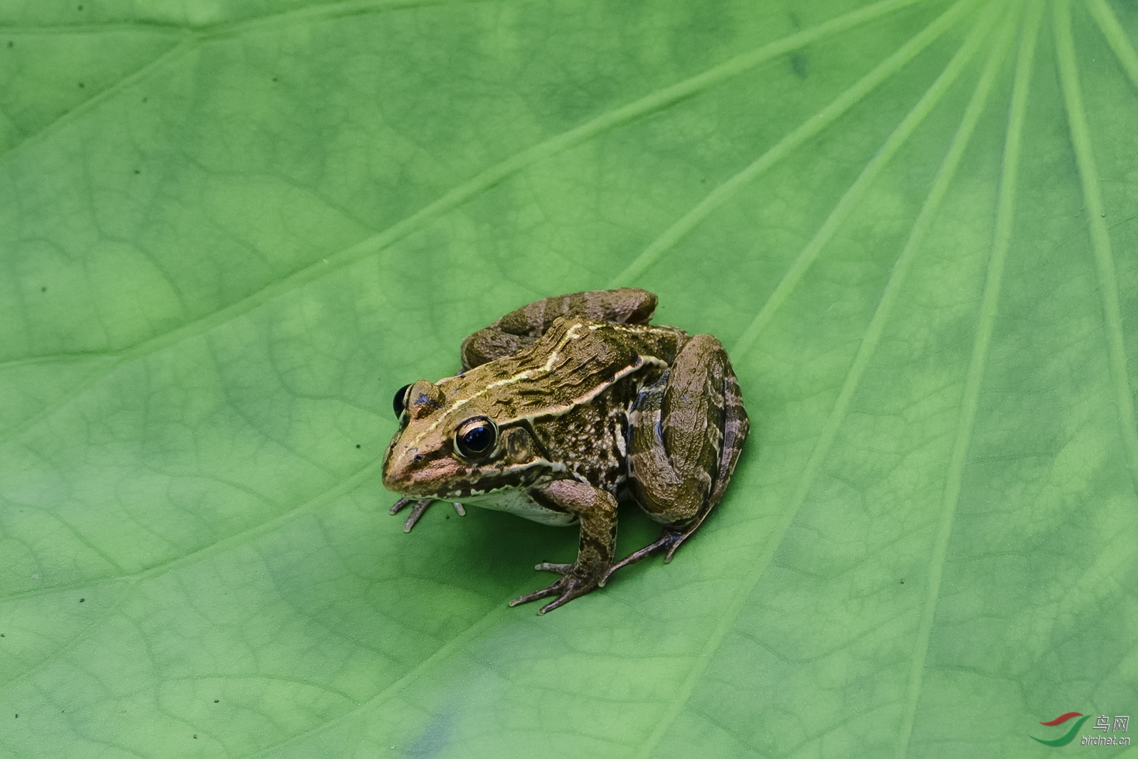 广西青蛙种类图片