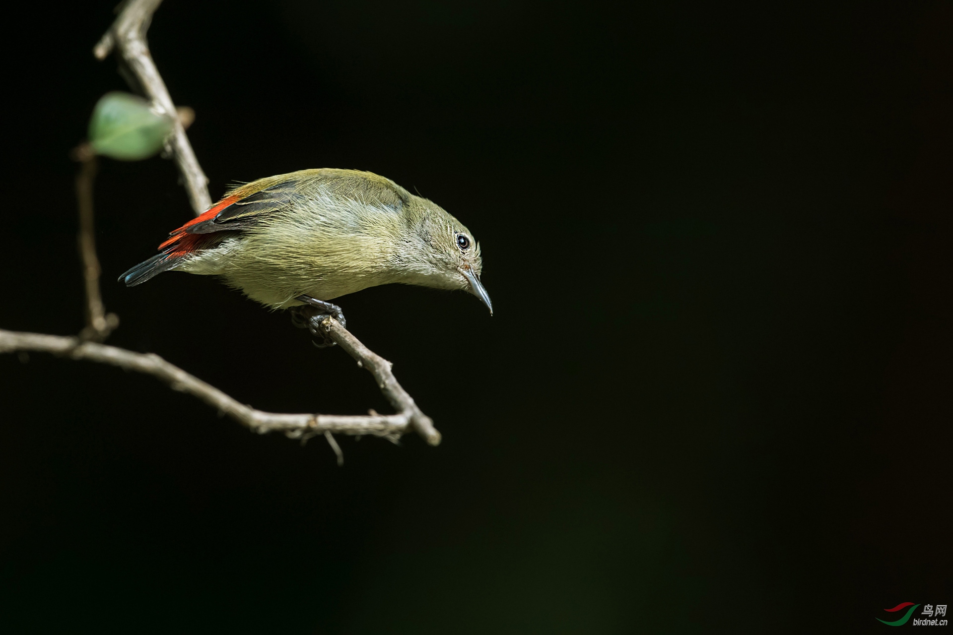 DSC_7780.jpg