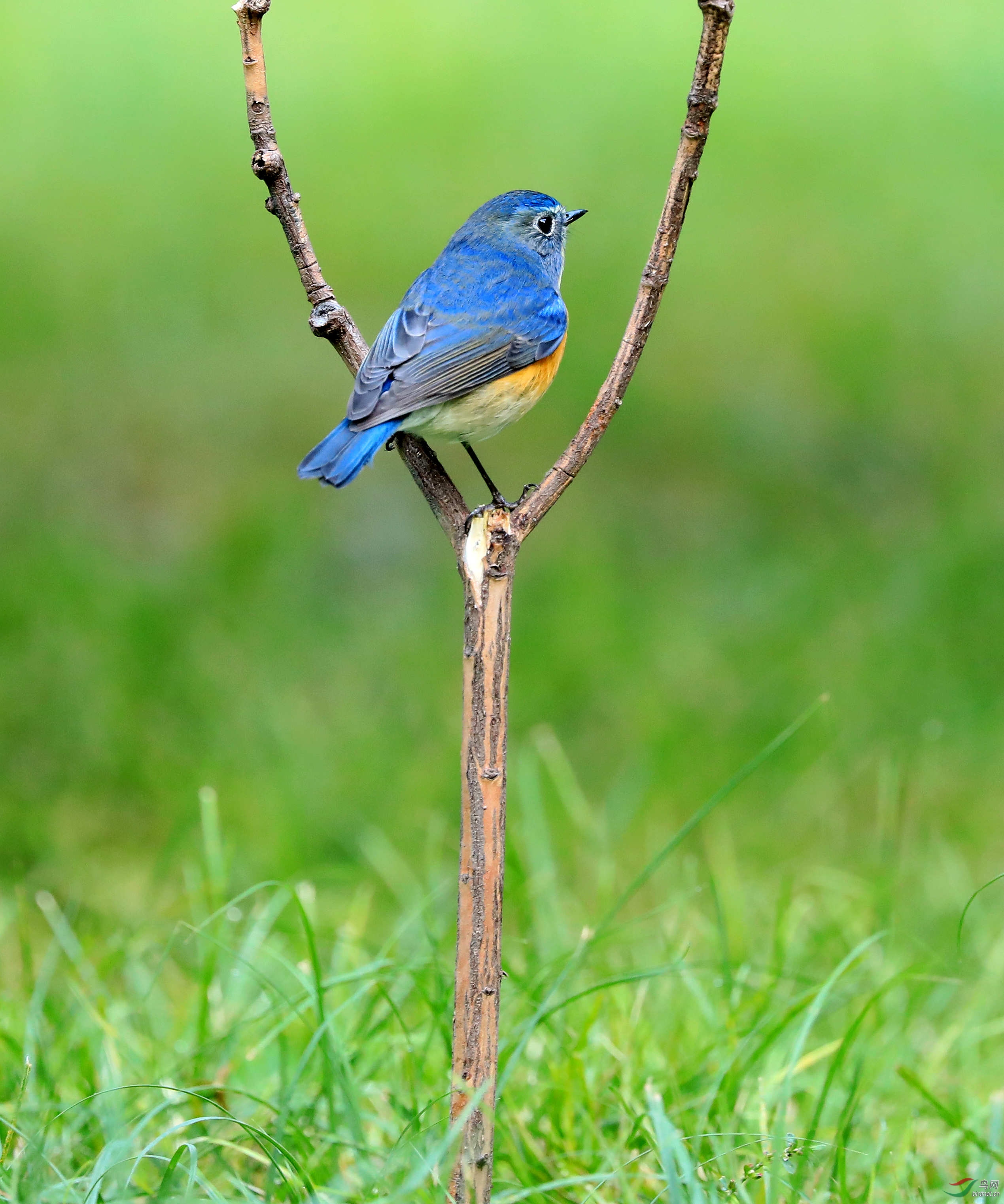 爱护小鸟,人人有责!