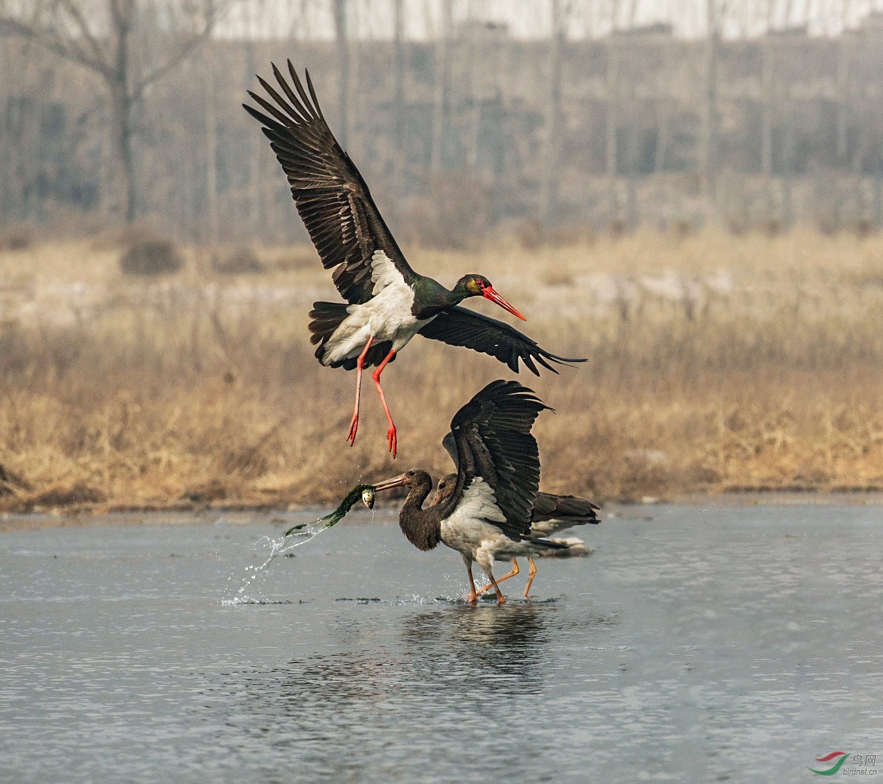 BW4Q7216 - ���� - ���� - ���� (2).jpg