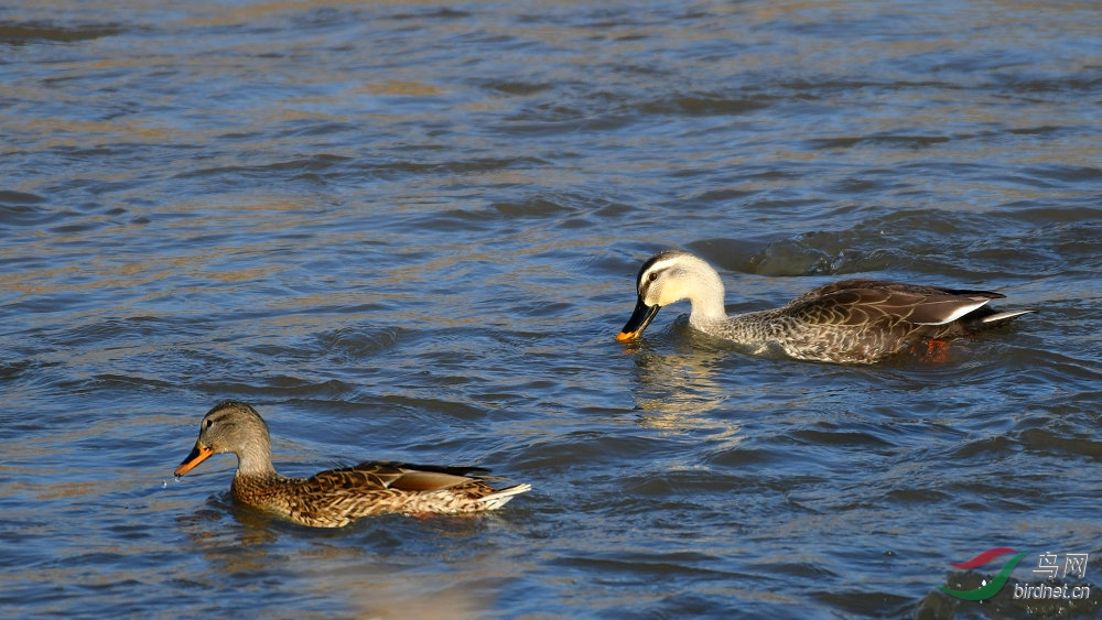 DSC_8487.jpg