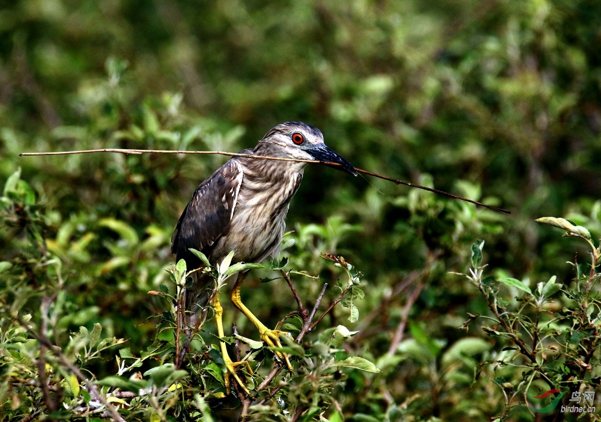 A7525ҹ��.JPG