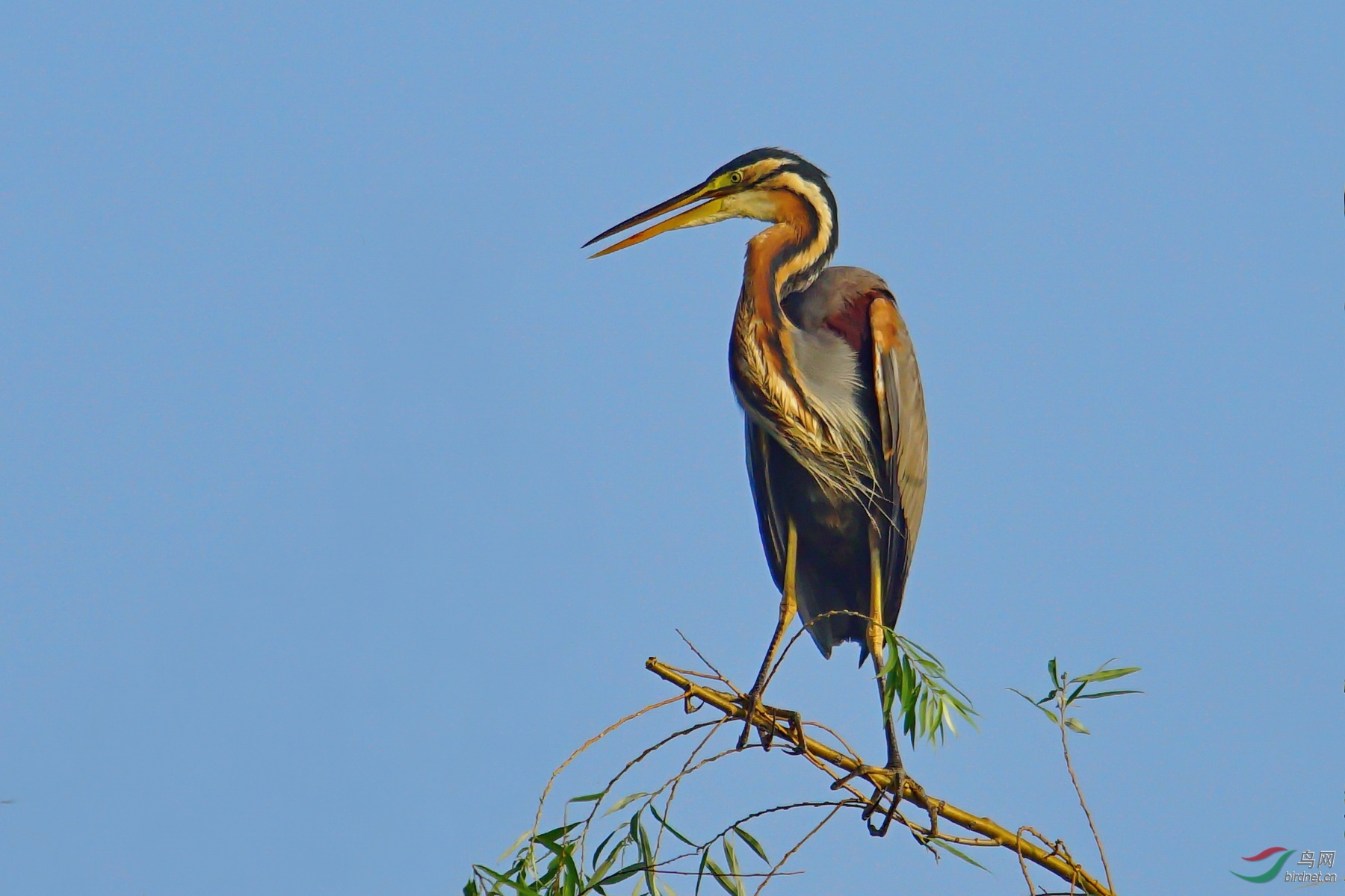 草鹭站立细柳枝