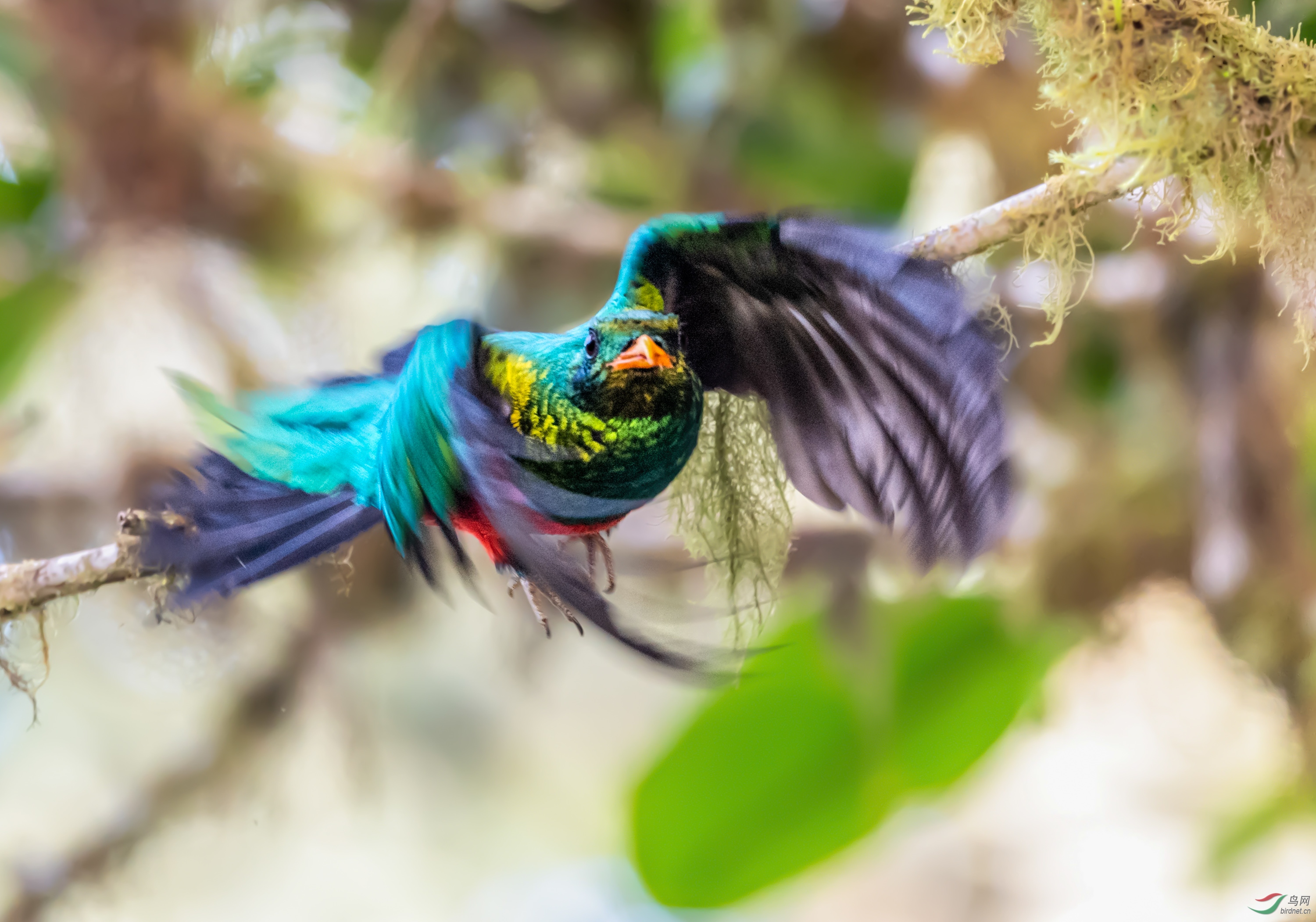 绿色旋风——金头绿咬鹃