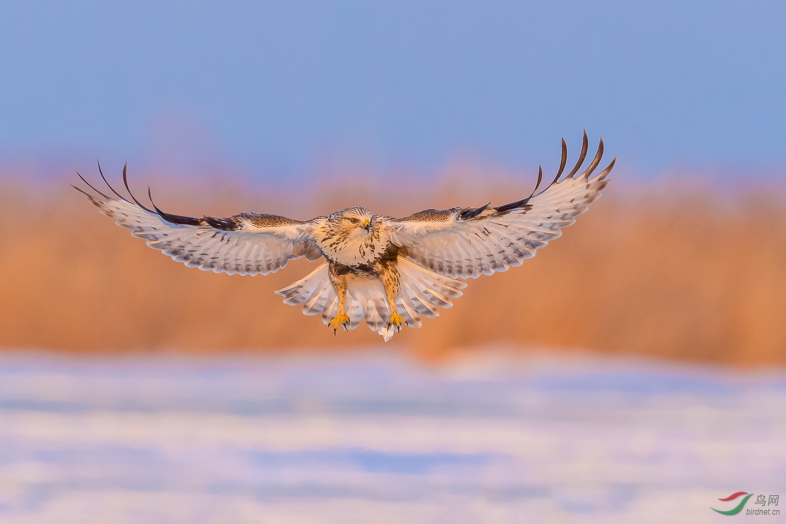 ZJ9_2859-4.jpg